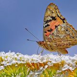 Leserfoto des Tages - Dezember 2009 - Bild 4