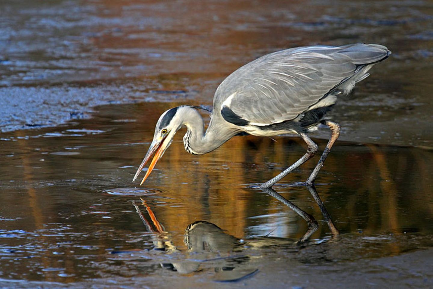 Leserfoto des Tages - Dezember 2009 - Bild 6