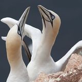 Leserfoto des Tages - Dezember 2009 - Bild 20