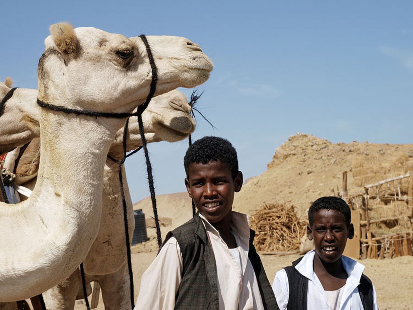 Ägypten: Fotogalerie: Die Wüste lebt - Bild 5 Ägypten: Fotogalerie: Die Wüste lebt - Bild 5