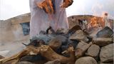 Ägypten: Fotogalerie: Die Wüste lebt - Bild 13