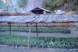 Fotogalerie der Baumschule in Manang, Nepal - Bild 7