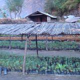 Fotogalerie der Baumschule in Manang, Nepal - Bild 7