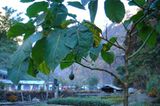 Fotogalerie der Baumschule in Manang, Nepal - Bild 8