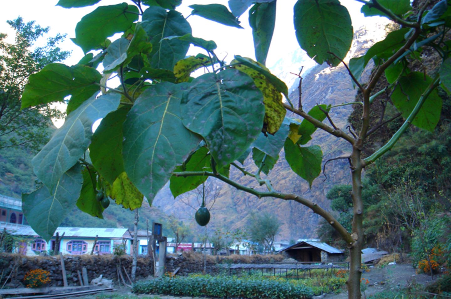 Fotogalerie der Baumschule in Manang, Nepal - Bild 8