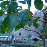 Fotogalerie der Baumschule in Manang, Nepal - Bild 8