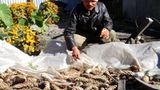 Fotogalerie der Baumschule in Manang, Nepal - Bild 9