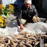 Fotogalerie der Baumschule in Manang, Nepal - Bild 9