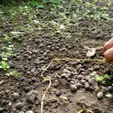 Fotogalerie der Baumschule in Manang, Nepal - Bild 10