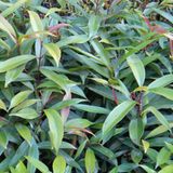 Fotogalerie der Baumschule in Manang, Nepal - Bild 11