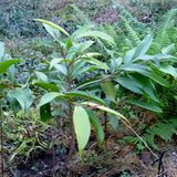 Fotogalerie der Baumschule in Manang, Nepal - Bild 13