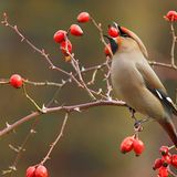 Leserfoto des Tages - Januar 2010 - Bild 8