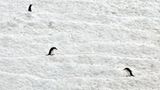 Leserfoto des Tages - Januar 2010 - Bild 11