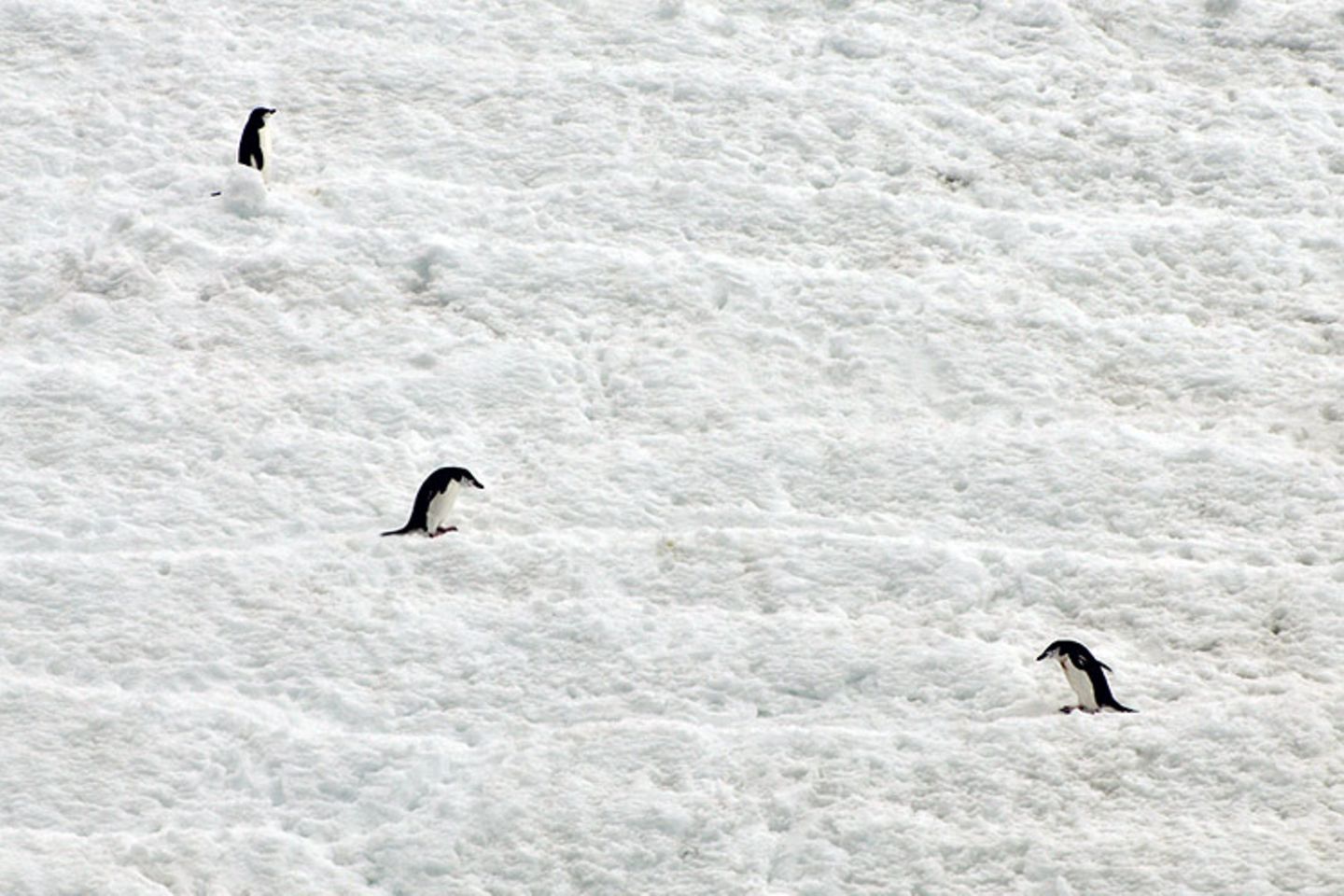 Leserfoto des Tages - Januar 2010 - Bild 11