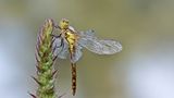 Leserfoto des Tages - Januar 2010 - Bild 12