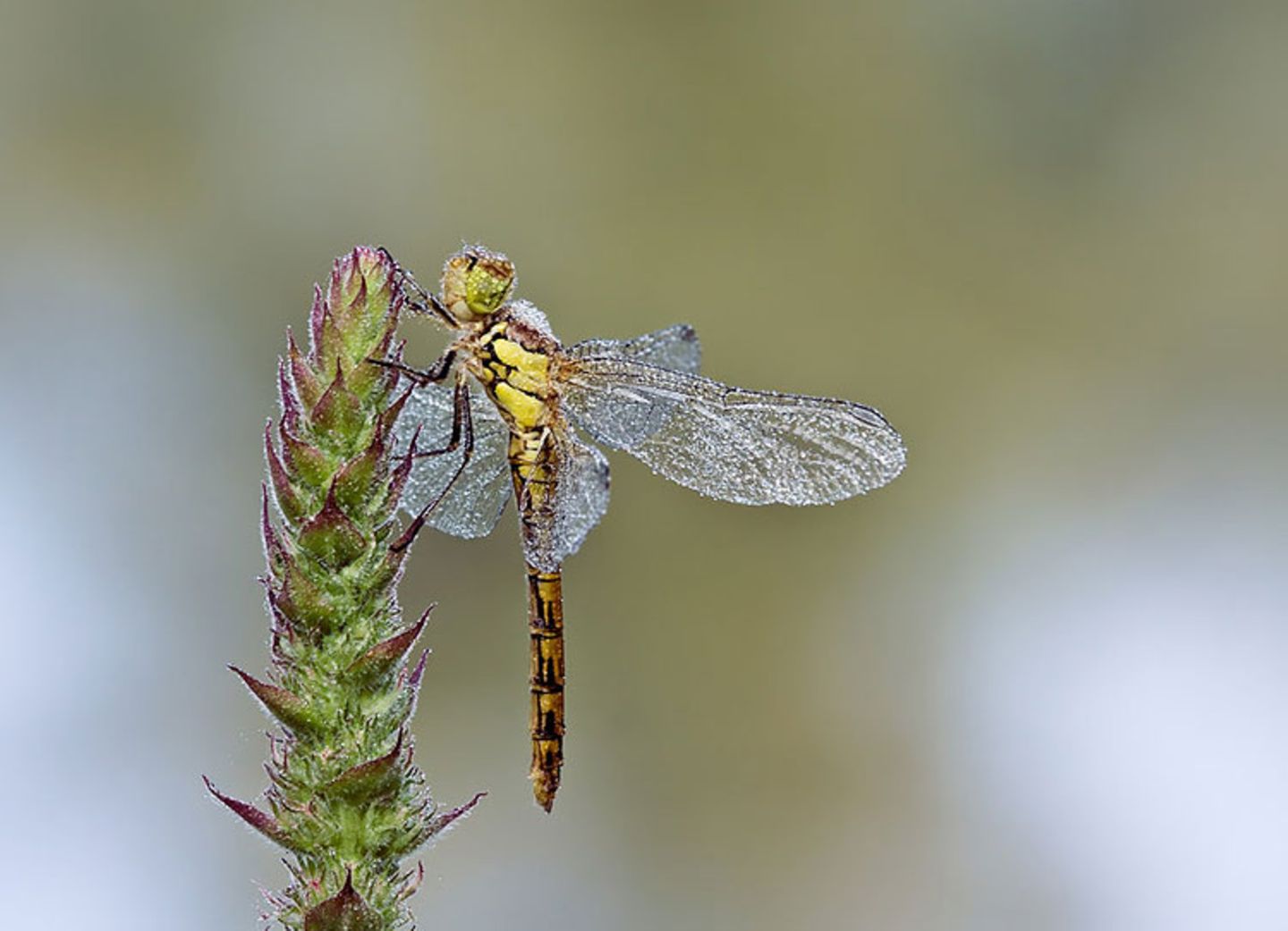 Leserfoto des Tages - Januar 2010 - Bild 12