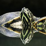 Leserfoto des Tages - Januar 2010 - Bild 16