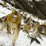 Tierfotografie: Goldstumpfnasen