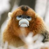 Tierfotografie: Goldstumpfnasen - Bild 2