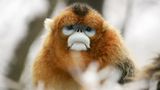 Tierfotografie: Goldstumpfnasen - Bild 2