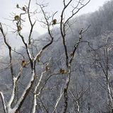 Tierfotografie: Goldstumpfnasen - Bild 3