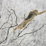 Tierfotografie: Goldstumpfnasen - Bild 4