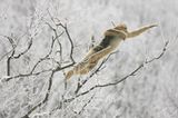 Tierfotografie: Goldstumpfnasen - Bild 4