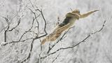 Tierfotografie: Goldstumpfnasen - Bild 4