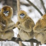 Tierfotografie: Goldstumpfnasen - Bild 5