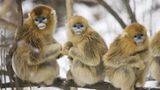 Tierfotografie: Goldstumpfnasen - Bild 5