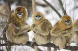 Tierfotografie: Goldstumpfnasen - Bild 5