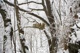 Tierfotografie: Goldstumpfnasen - Bild 6