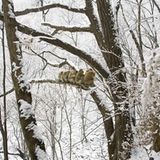 Tierfotografie: Goldstumpfnasen - Bild 6