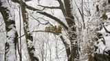 Tierfotografie: Goldstumpfnasen - Bild 6