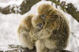 Tierfotografie: Goldstumpfnasen - Bild 7
