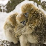 Tierfotografie: Goldstumpfnasen - Bild 7
