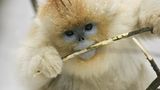 Tierfotografie: Goldstumpfnasen - Bild 8