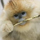 Tierfotografie: Goldstumpfnasen - Bild 8