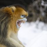 Tierfotografie: Goldstumpfnasen - Bild 9