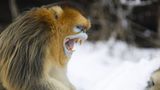 Tierfotografie: Goldstumpfnasen - Bild 9