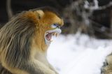 Tierfotografie: Goldstumpfnasen - Bild 9