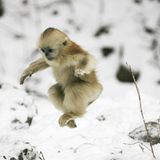 Tierfotografie: Goldstumpfnasen - Bild 10