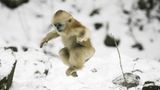 Tierfotografie: Goldstumpfnasen - Bild 10