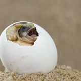 Schlüpfende Breitrandschildkröte