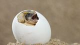 Schlüpfende Breitrandschildkröte
