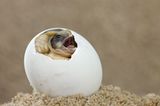 Schlüpfende Breitrandschildkröte
