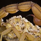 Skorpion mit Nachwuchs