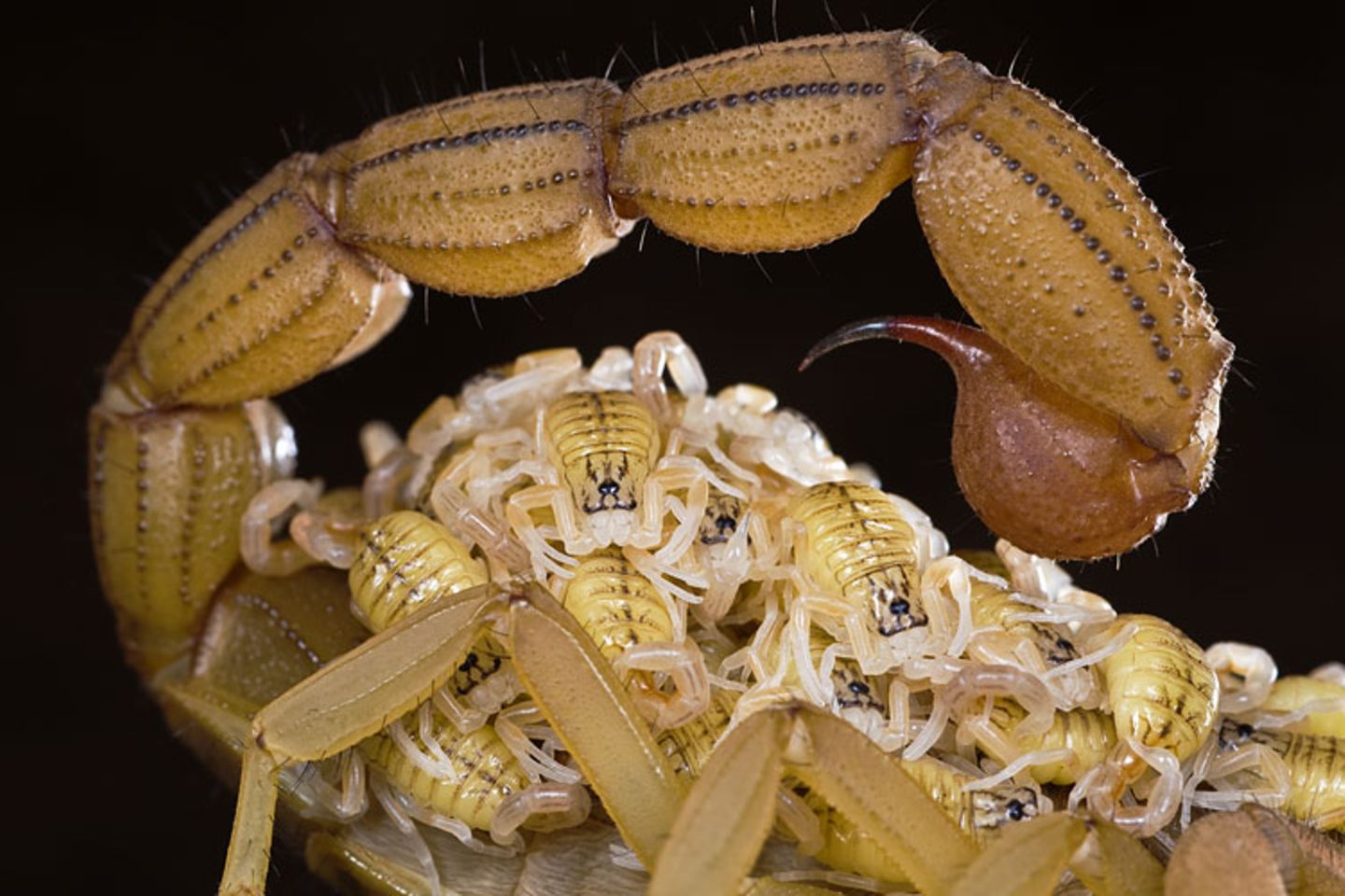 Skorpion mit Nachwuchs