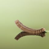 Eier der Stechmücke