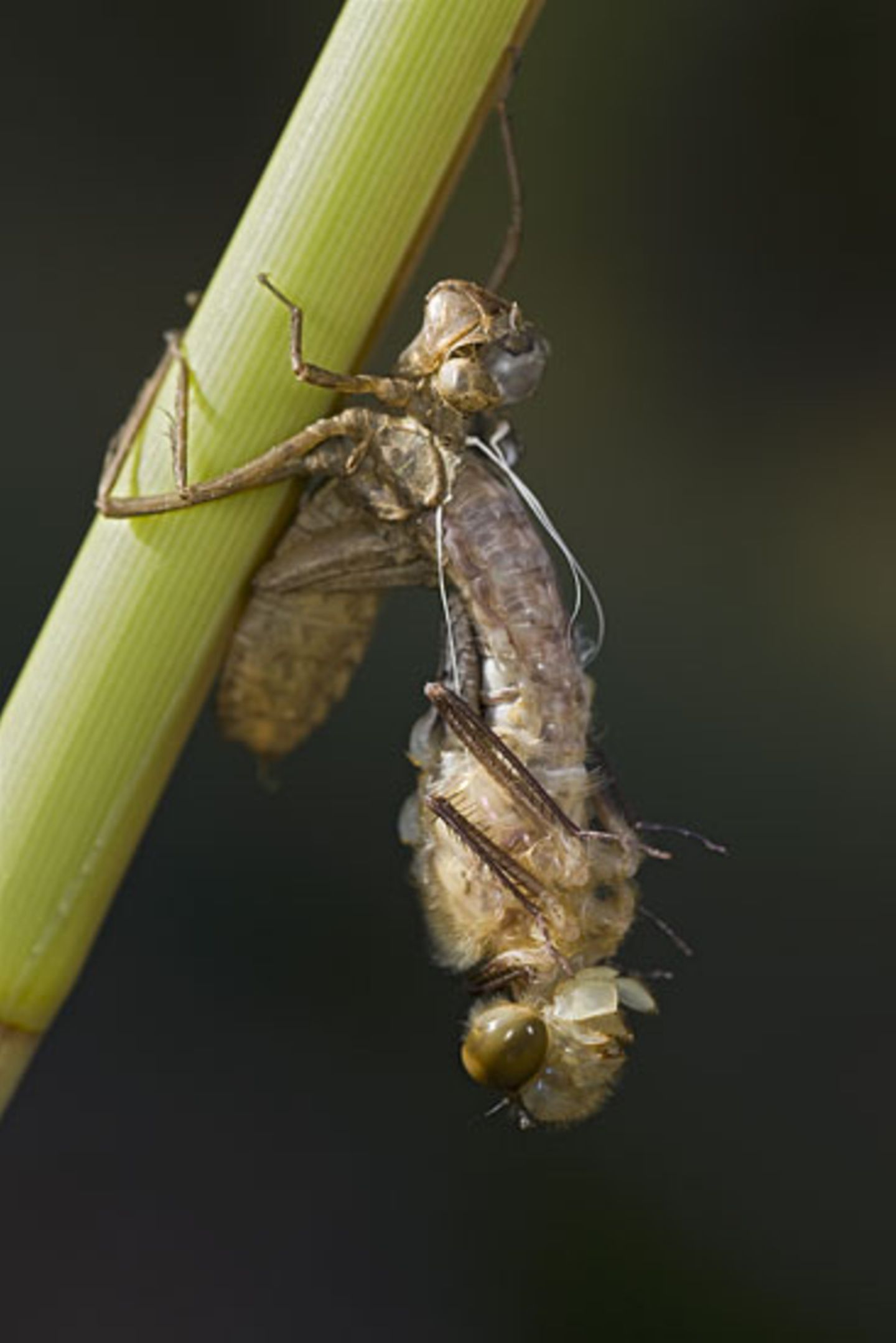 Schlüpfende Vierflecklibelle Schlüpfende Vierflecklibelle